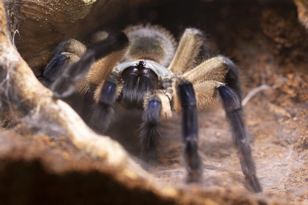 monocentropus balfouri