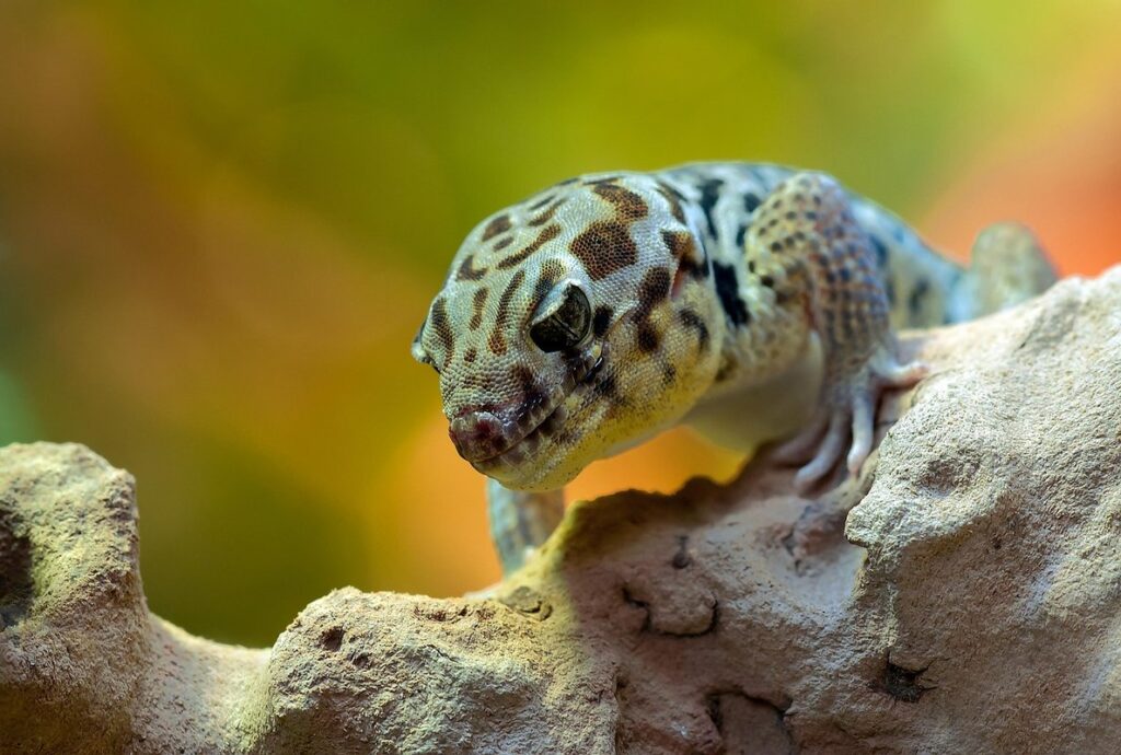 moorish gecko care