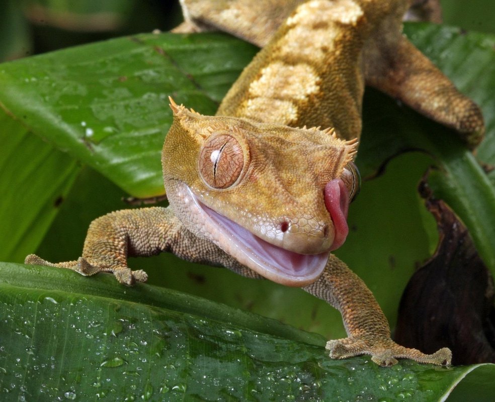 New Caledonian gecko
