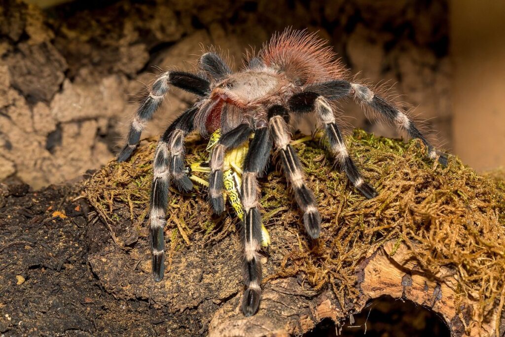 nhandu carapoensis