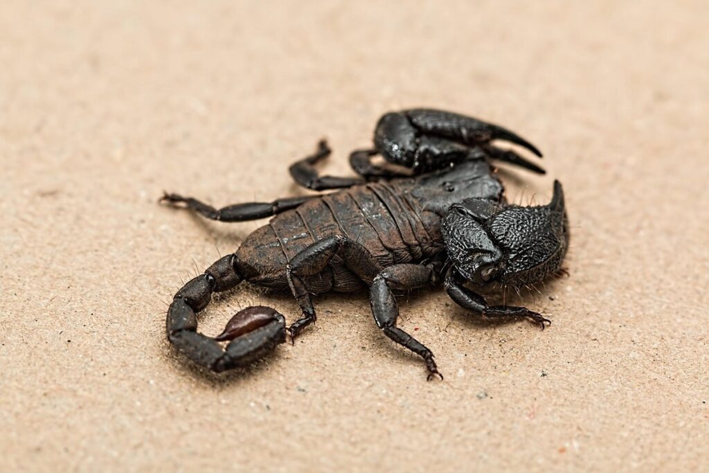 non venomous scorpions