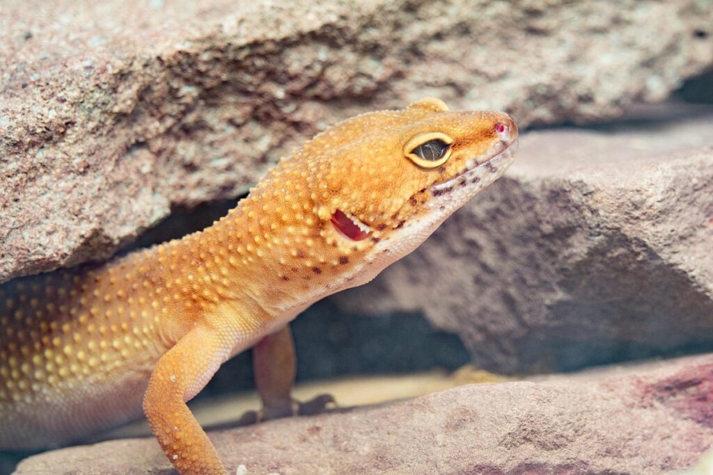 orange leopard gecko