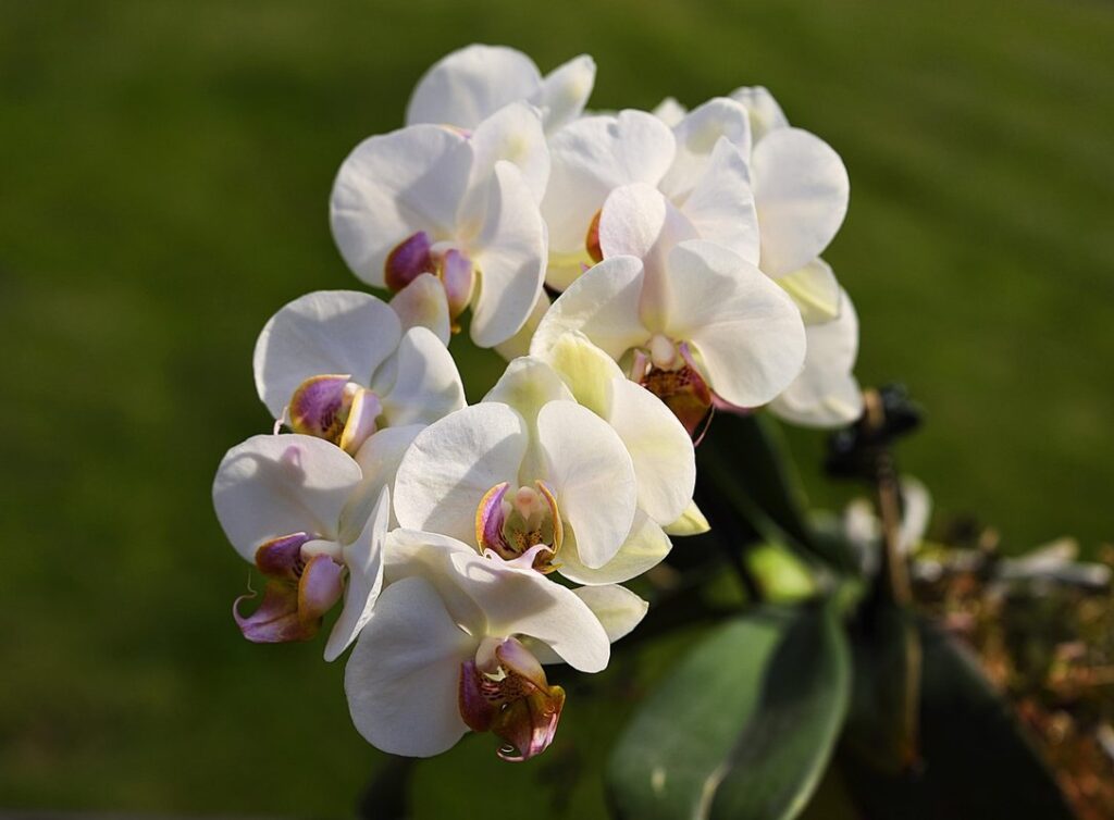 orchid mantis ootheca