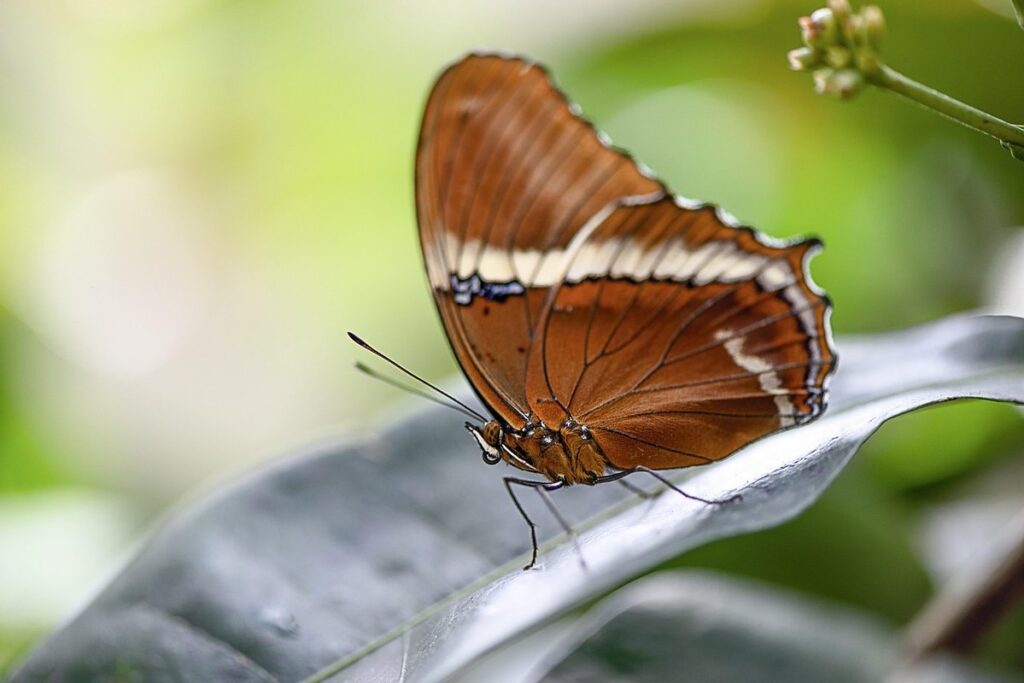 queen alexandra’s birdwing ornithoptera alexandrae