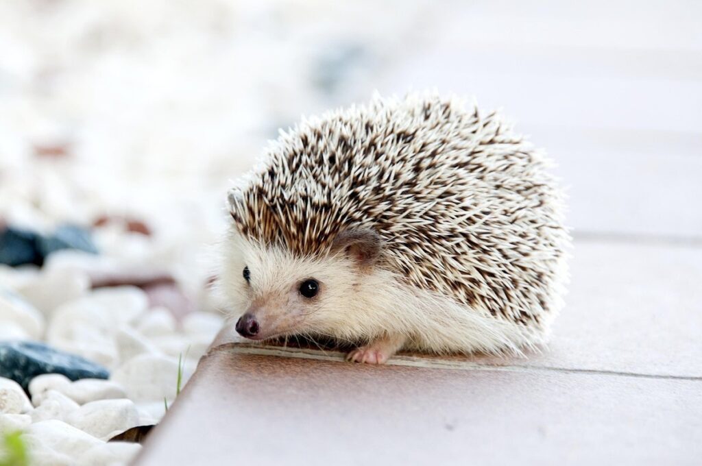 owning a pet hedgehog