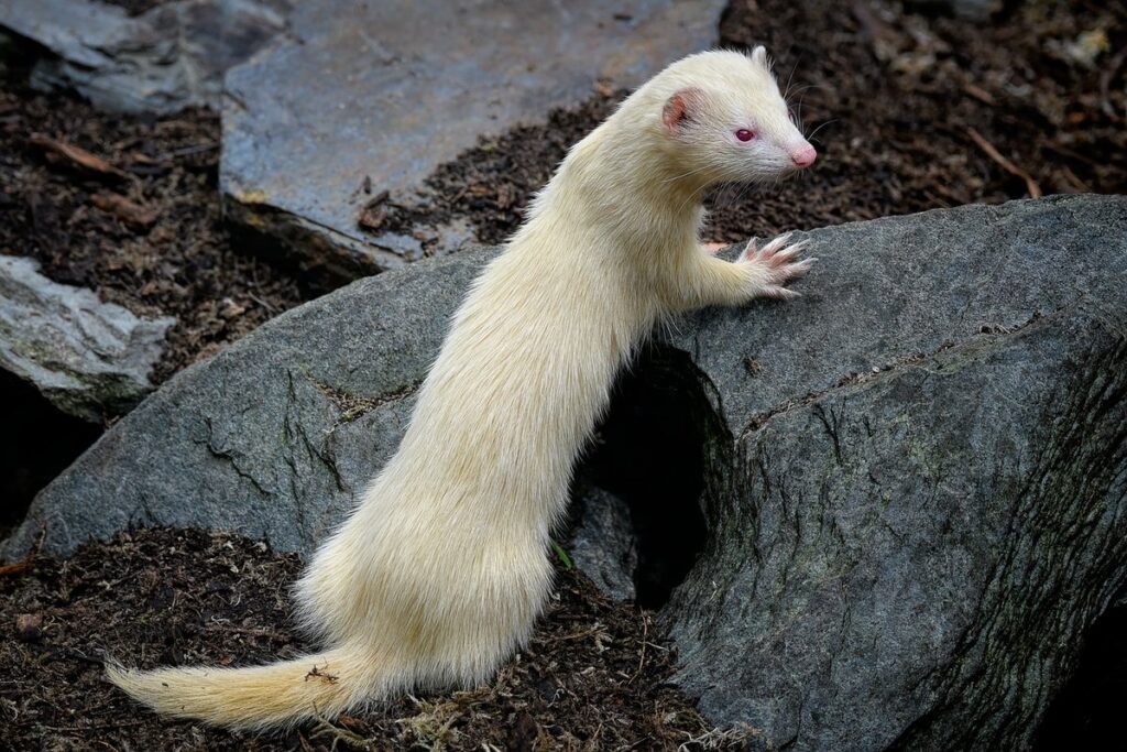 owning ferrets