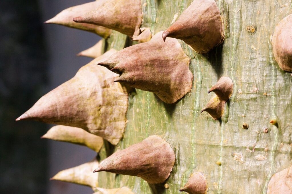 pamphobeteus insignis