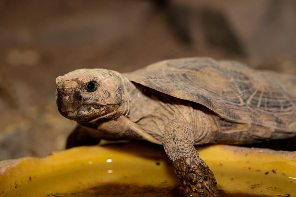 pancake tortoise lifespan