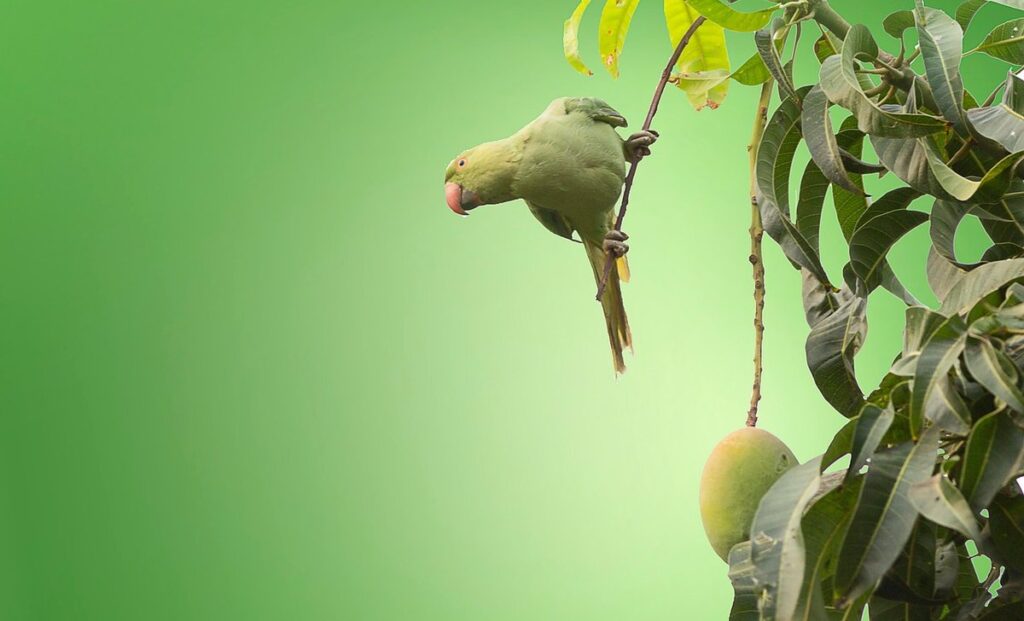parrot aviary design