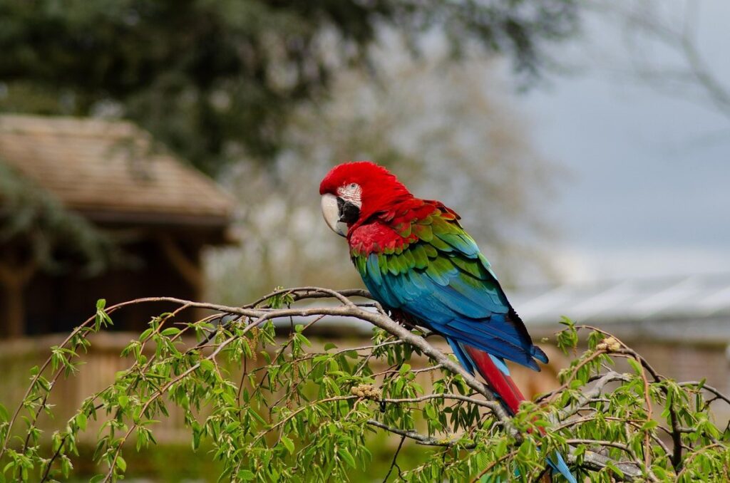 parrot diet in the wild