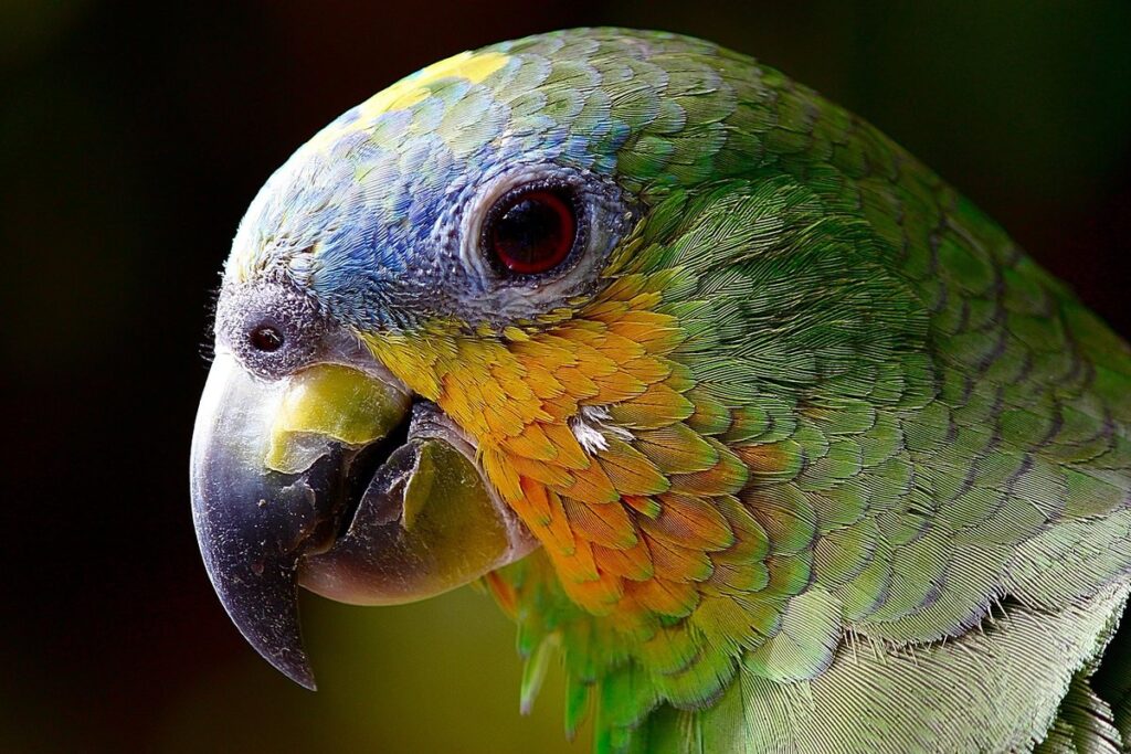 parrot head bobbing