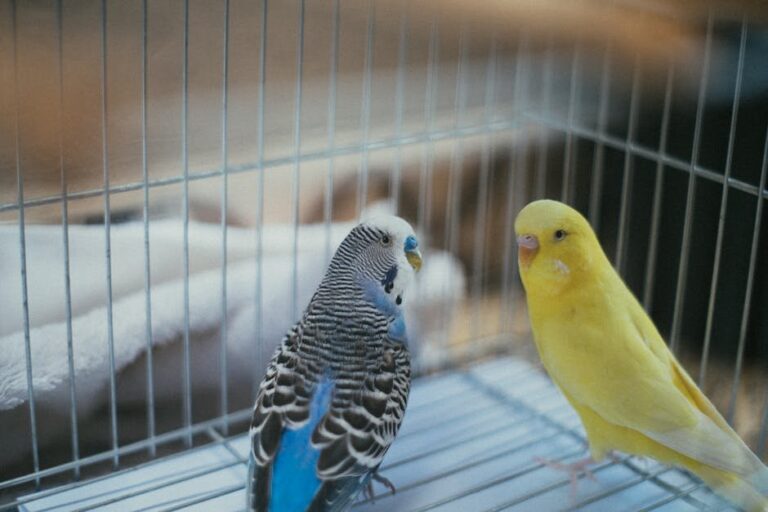 sustainable parrot ownership practices