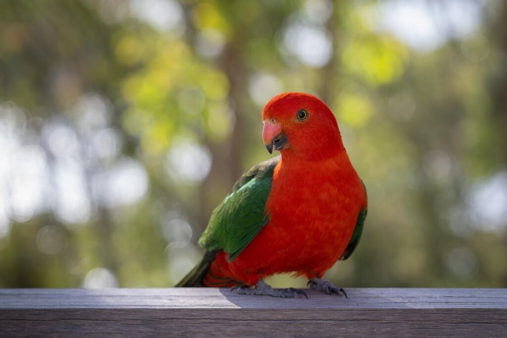 parrot perches