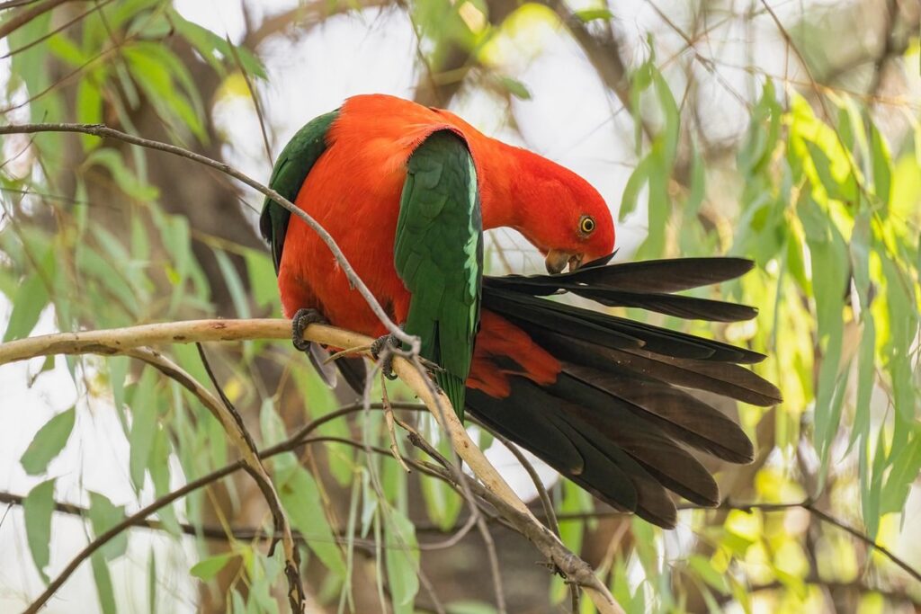 parrot preening