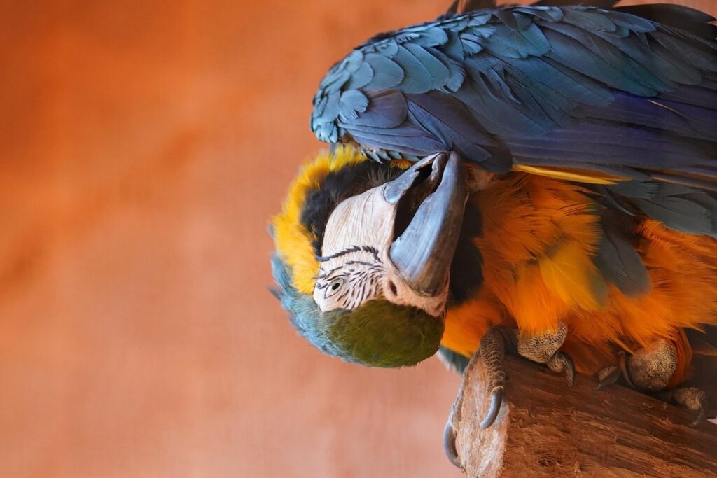 parrot species characteristics