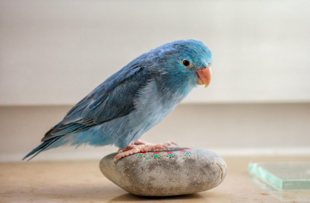 parrotlet food