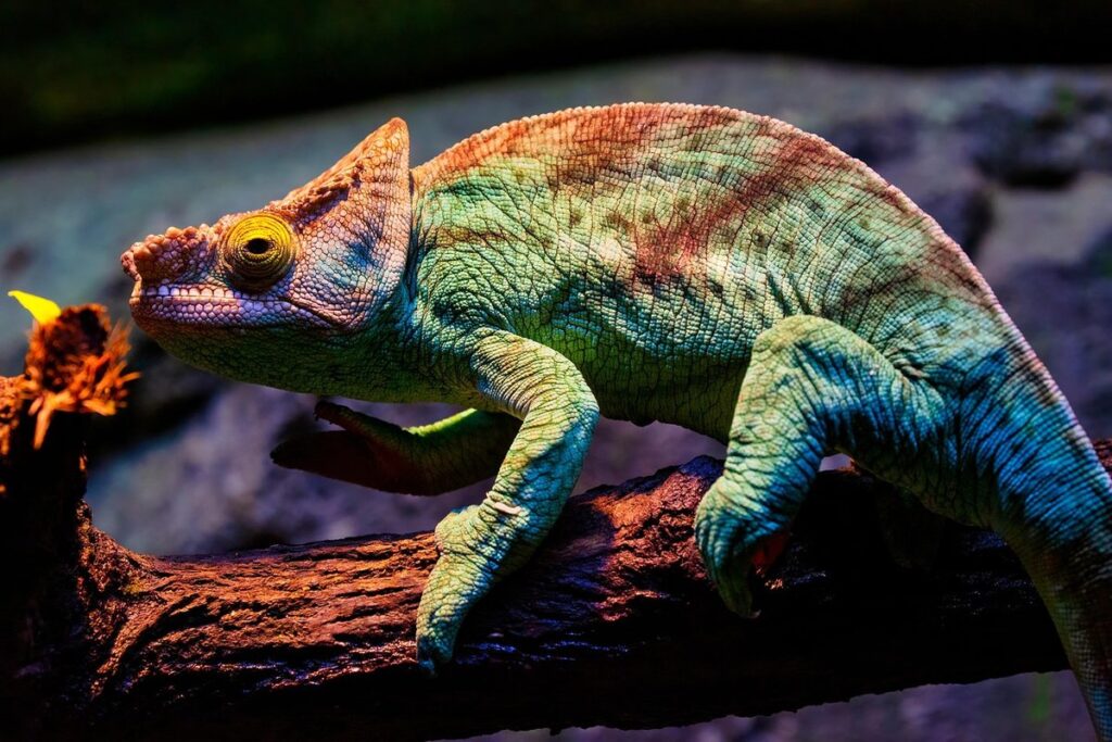 parsons chameleon