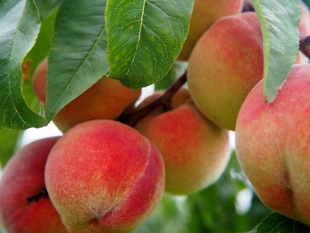 peach earth characteristics