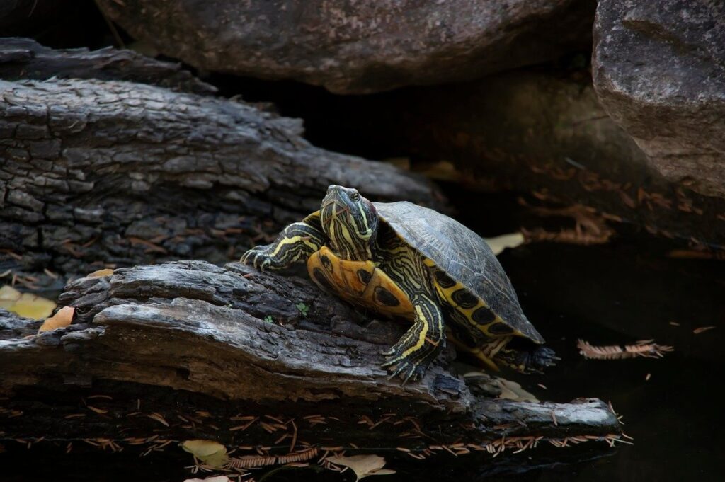 peacock slider turtle