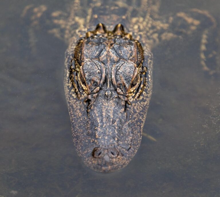 pet alligator