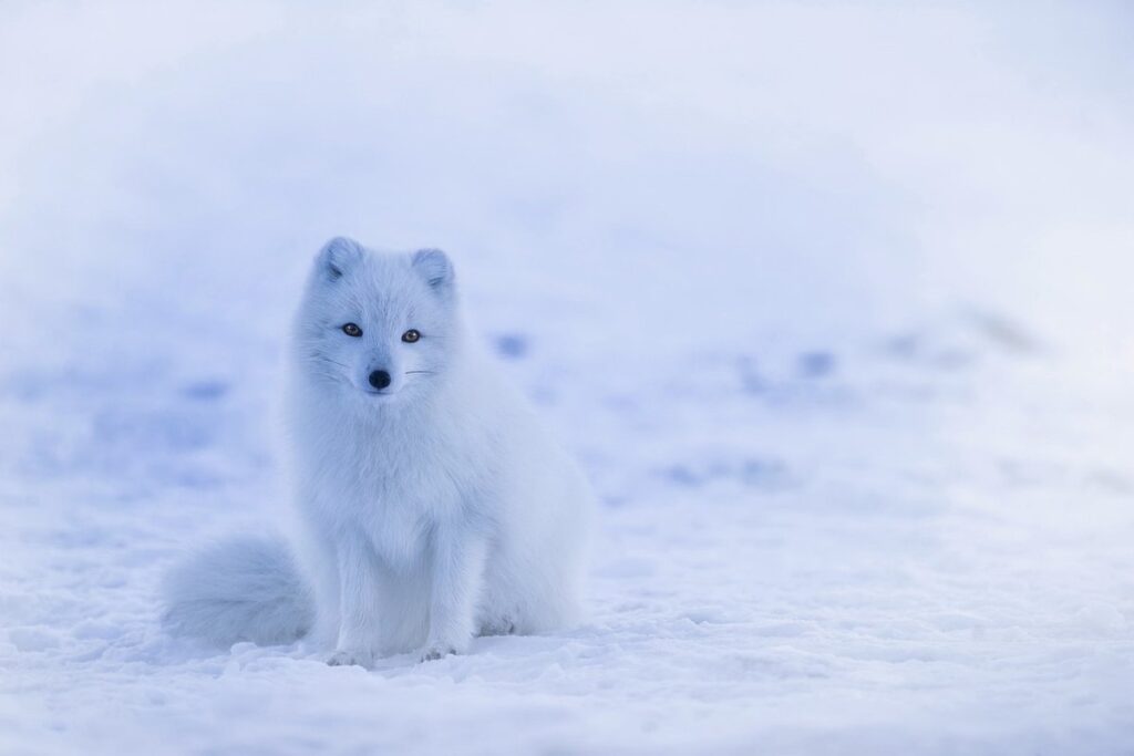 pet arctic fox