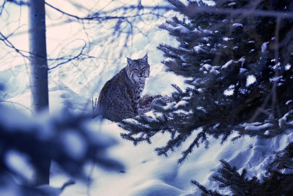 can you have a pet bobcat