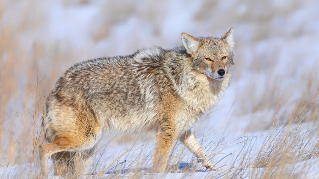 pet coyote