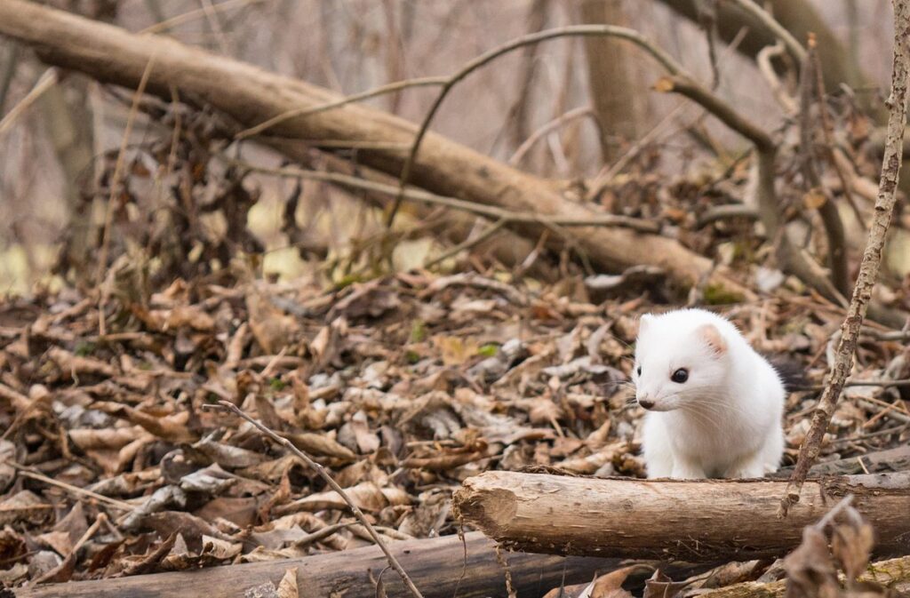 pet ermine