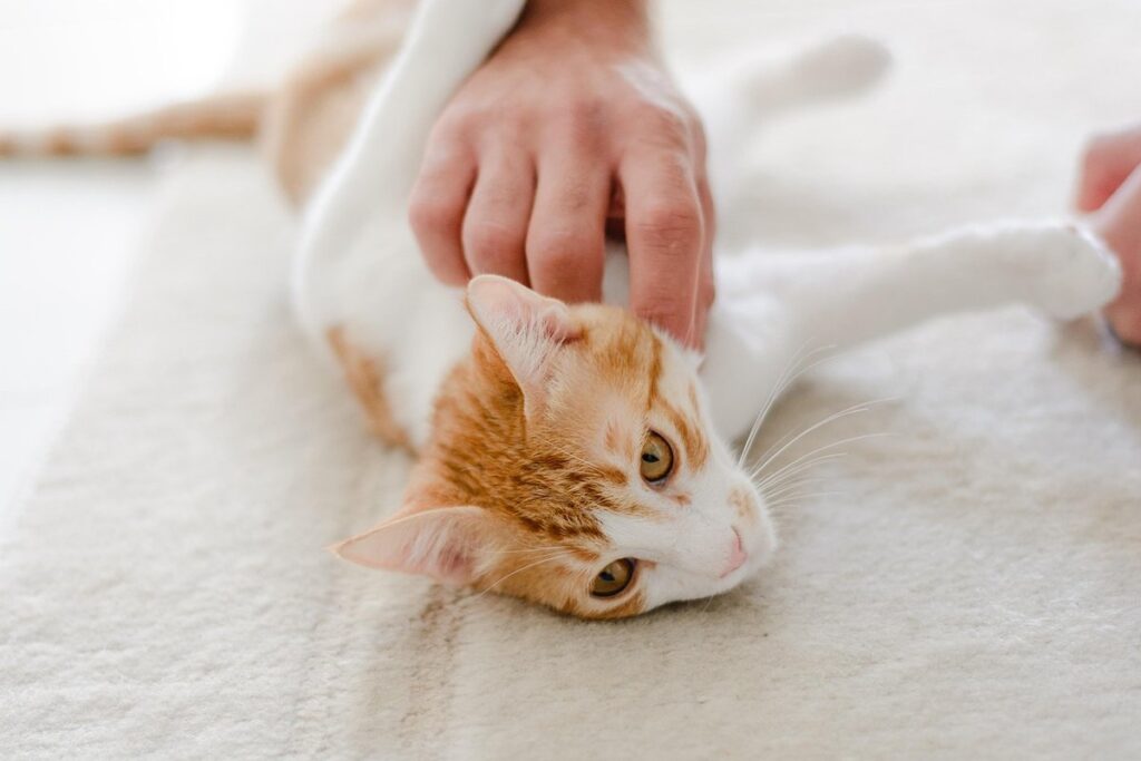 exotic pet interaction safety