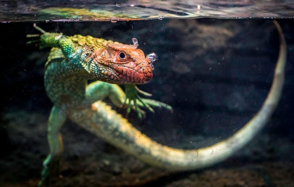 smallest pet lizard