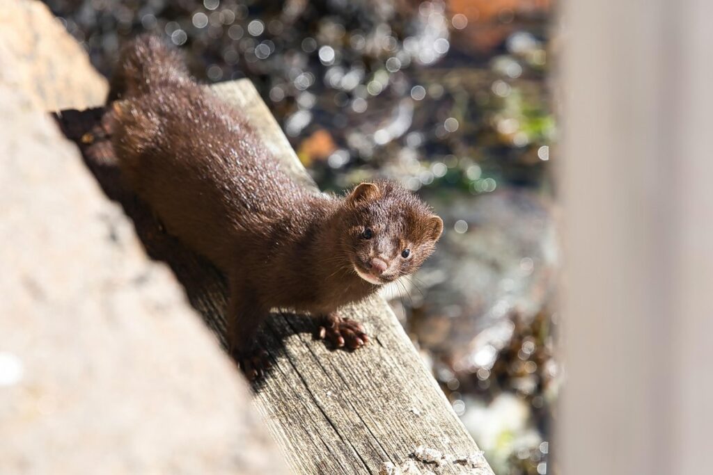 pet mink