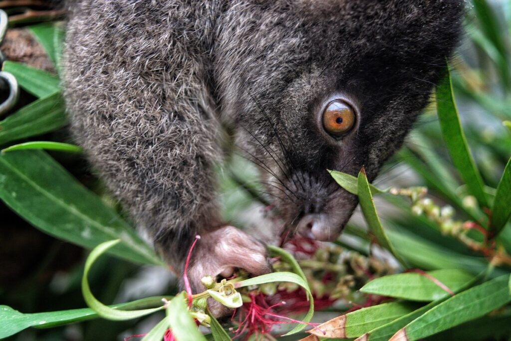 pet possum