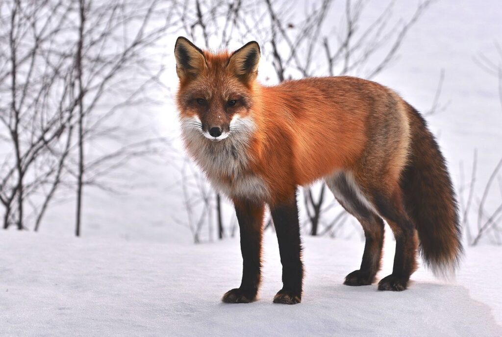 pet snow fox