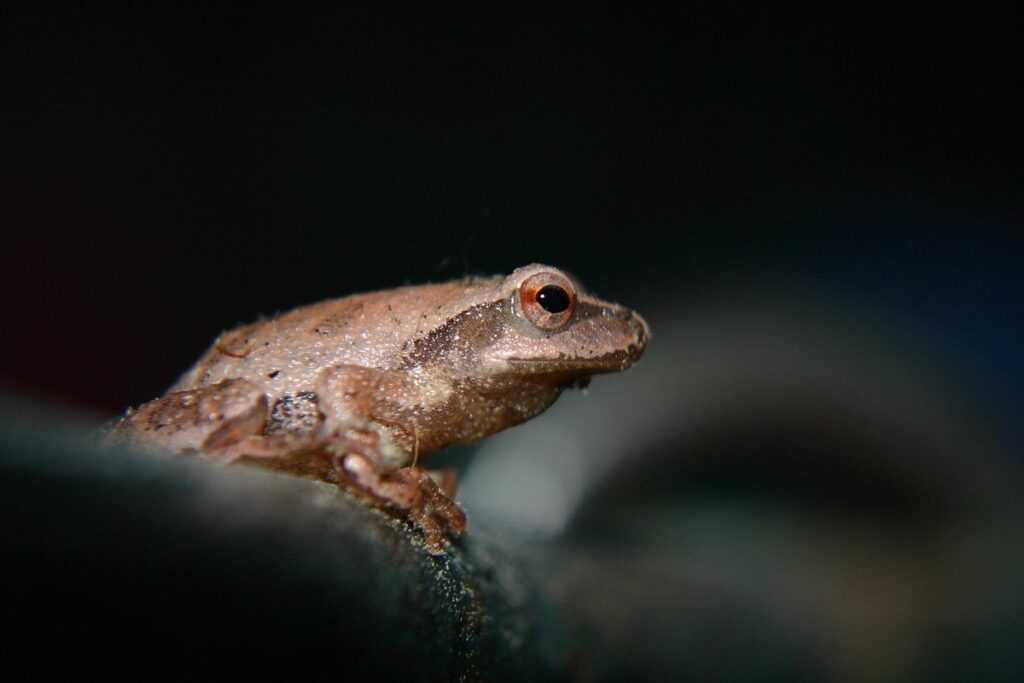 pet toad