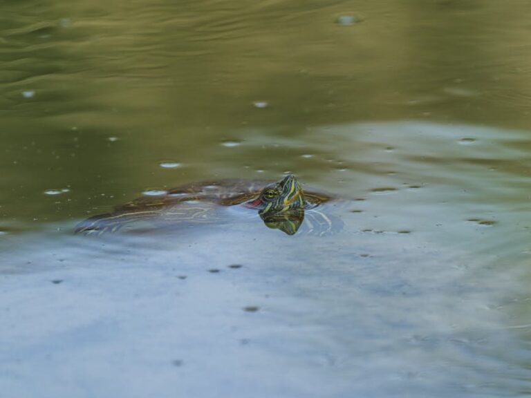 how much is a pet turtle information