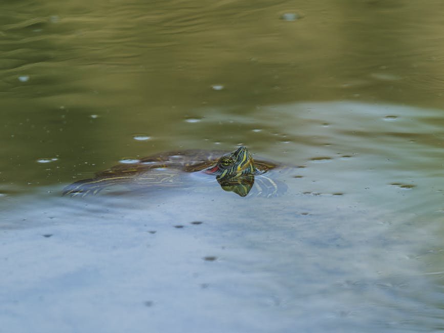 Pet turtle information -> Pet turtle