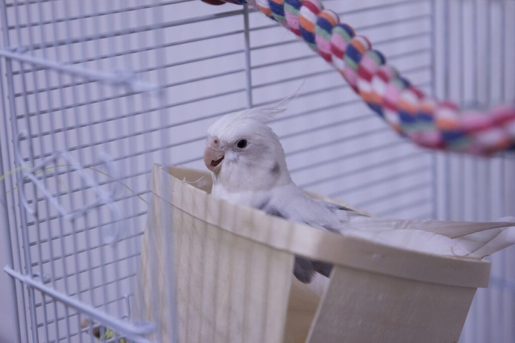petting cockatiel