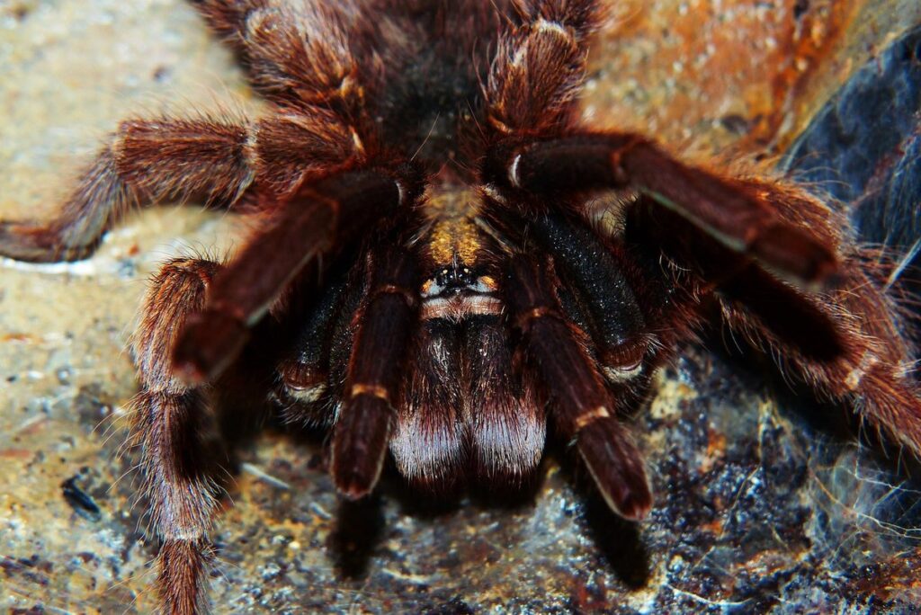 phormictopus cancerides