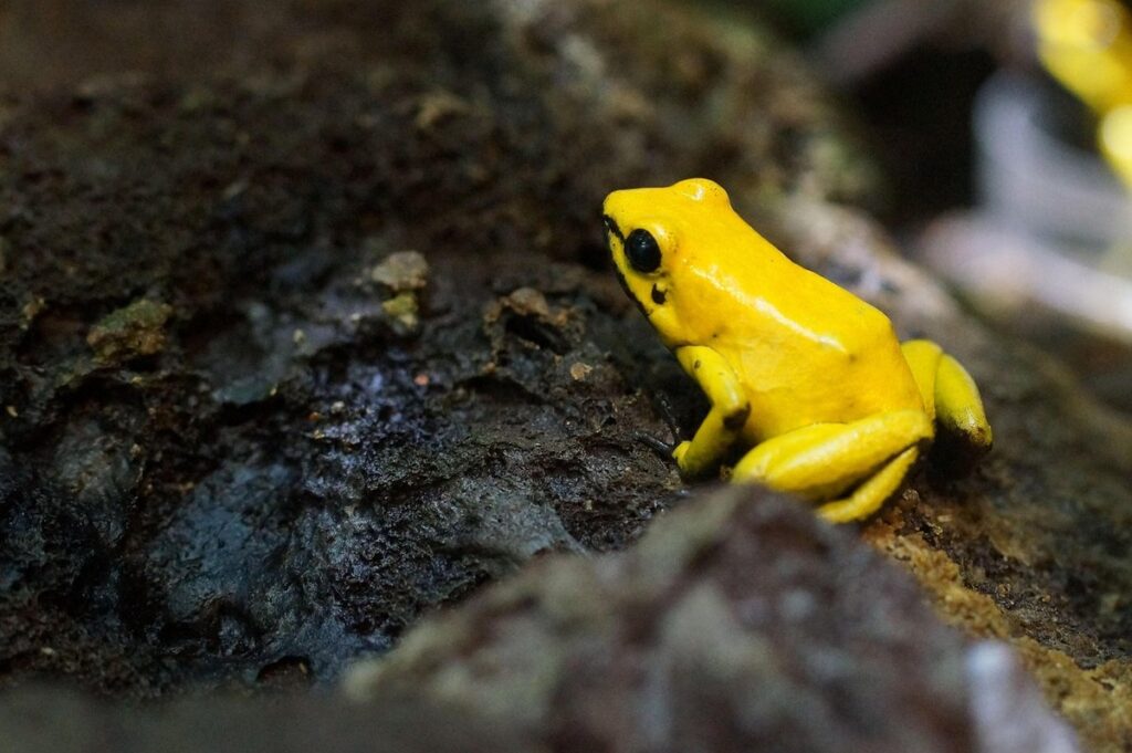 yellow-banded poison dart frog