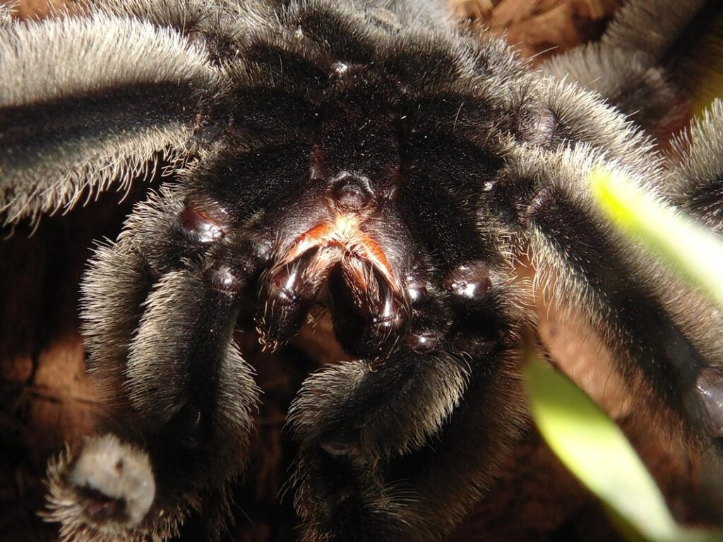 psalmopoeus irminia