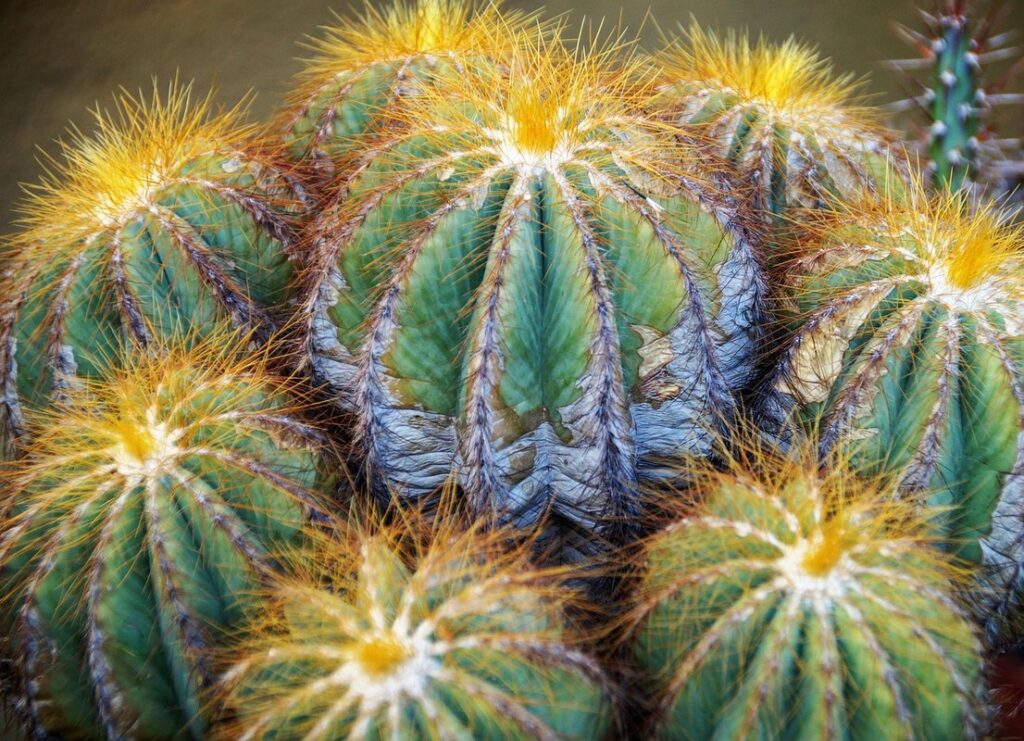 pseudoglomeris magnifica as pet