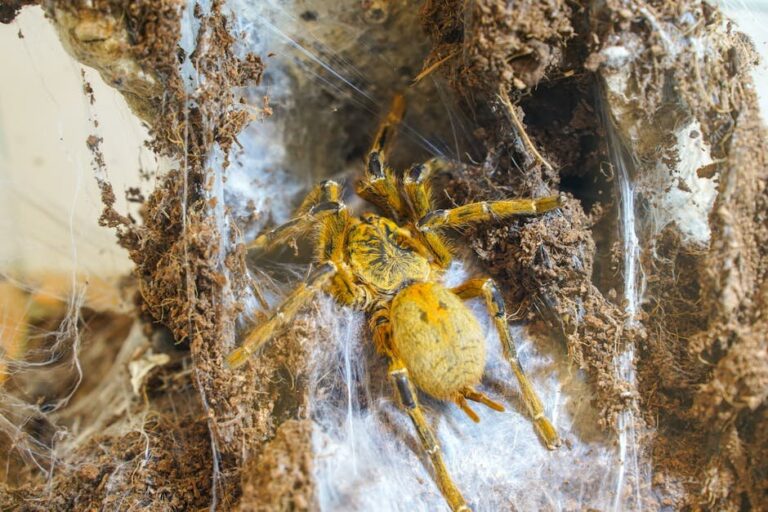 pterinochilus murinus