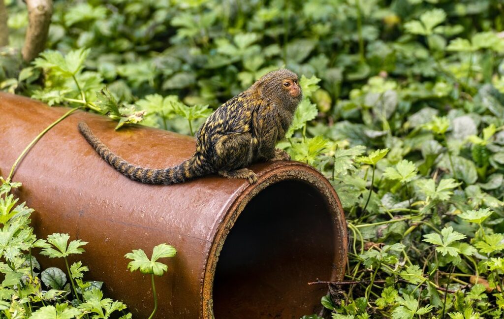 how long does a pygmy marmoset live