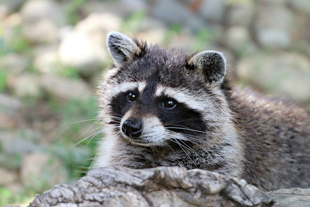 raccoon dog diet