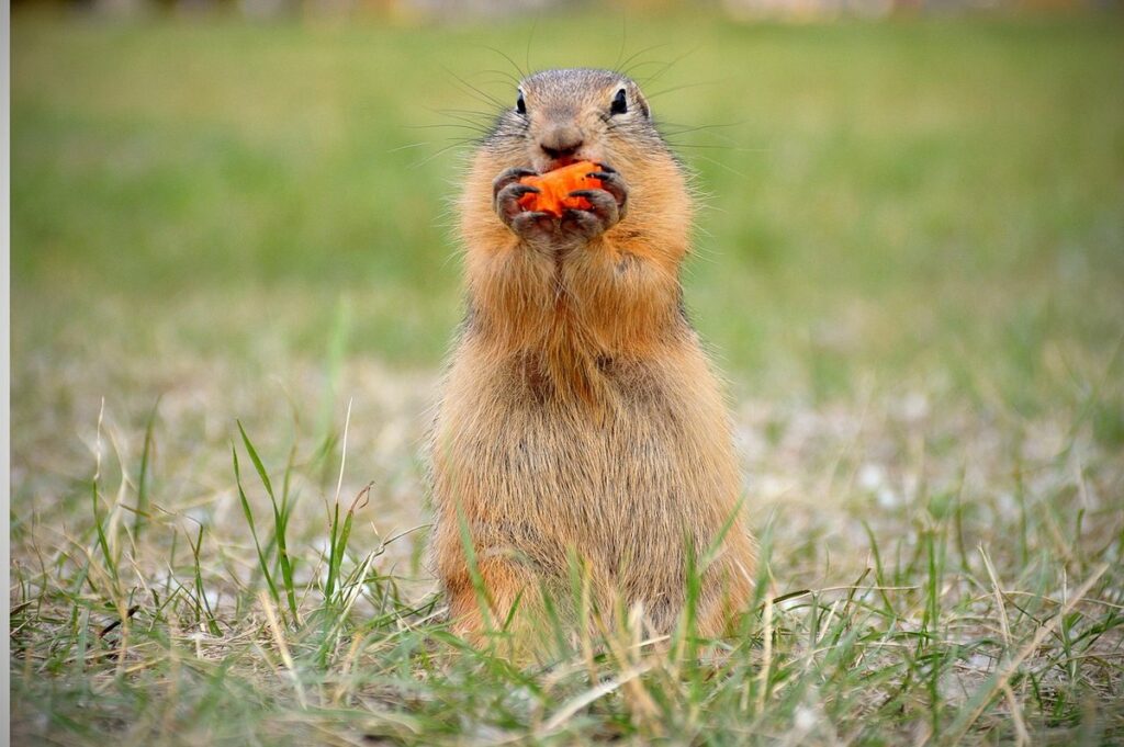 do raccoons eat carrots