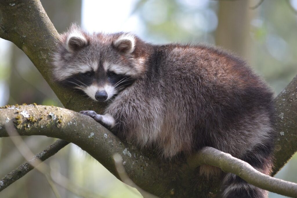 outdoor raccoon enclosure diy