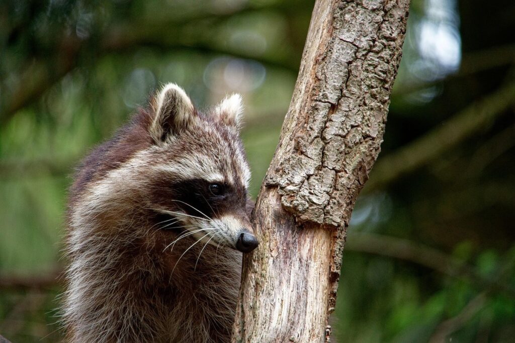 why are raccoons so cute