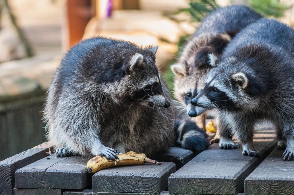 what to feed raccoons