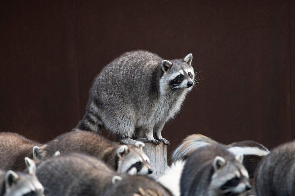 do raccoons travel in packs