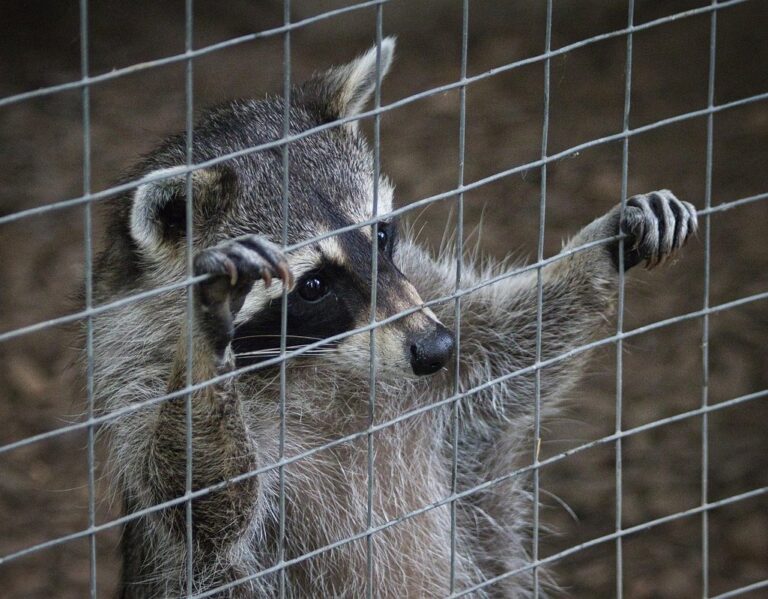 raccoon in cage